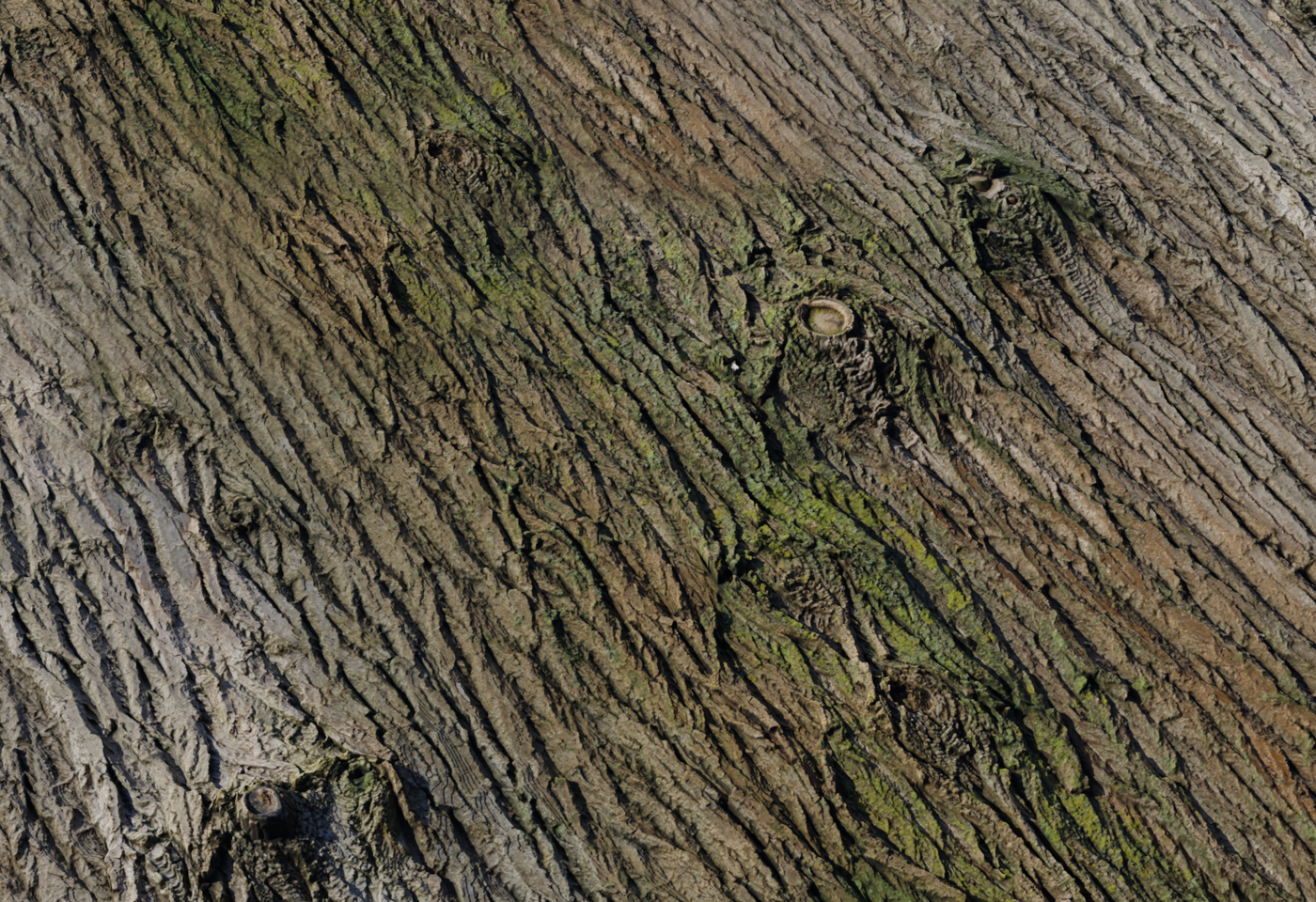 Bark Brown 02 3D model