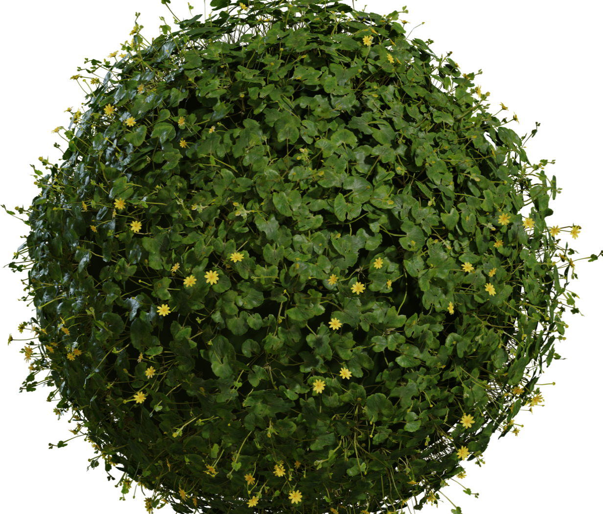Celandine 01 3D model