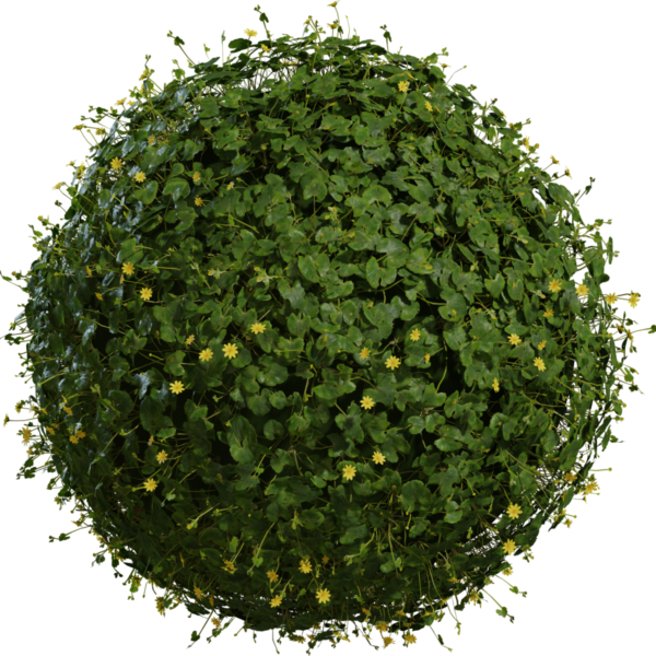 Celandine 01 3D model
