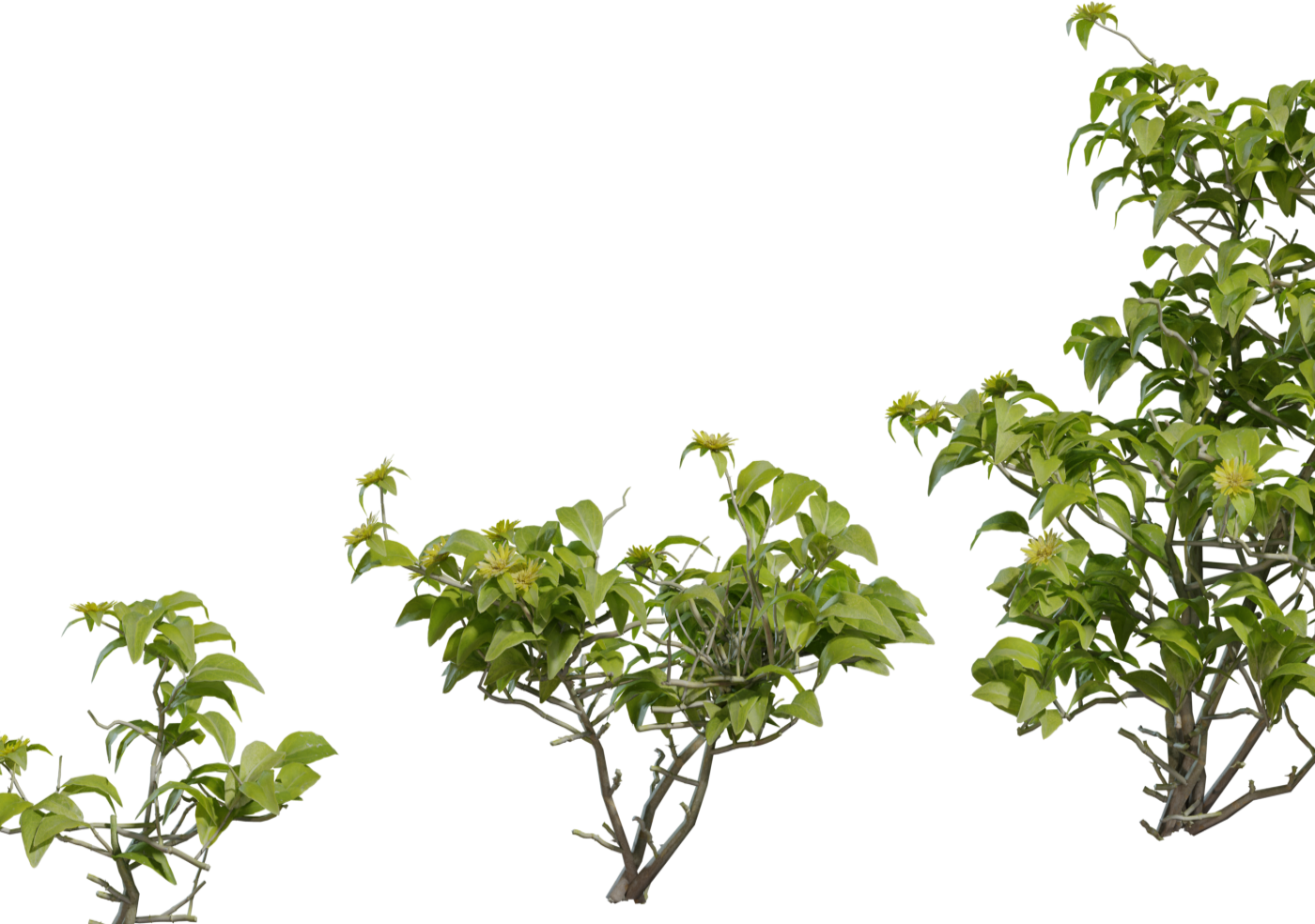 Didelta Spinosa 3D model
