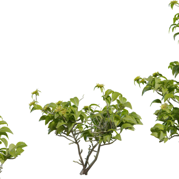 Didelta Spinosa 3D model