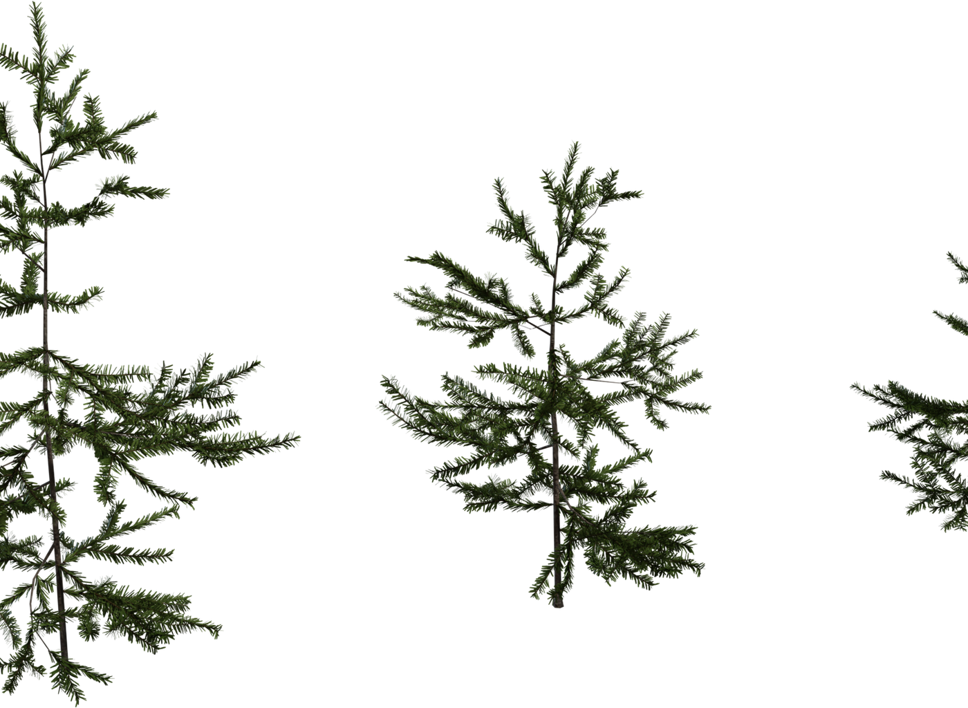 Fir Sapling 3D model