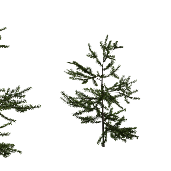 Fir Sapling 3D model