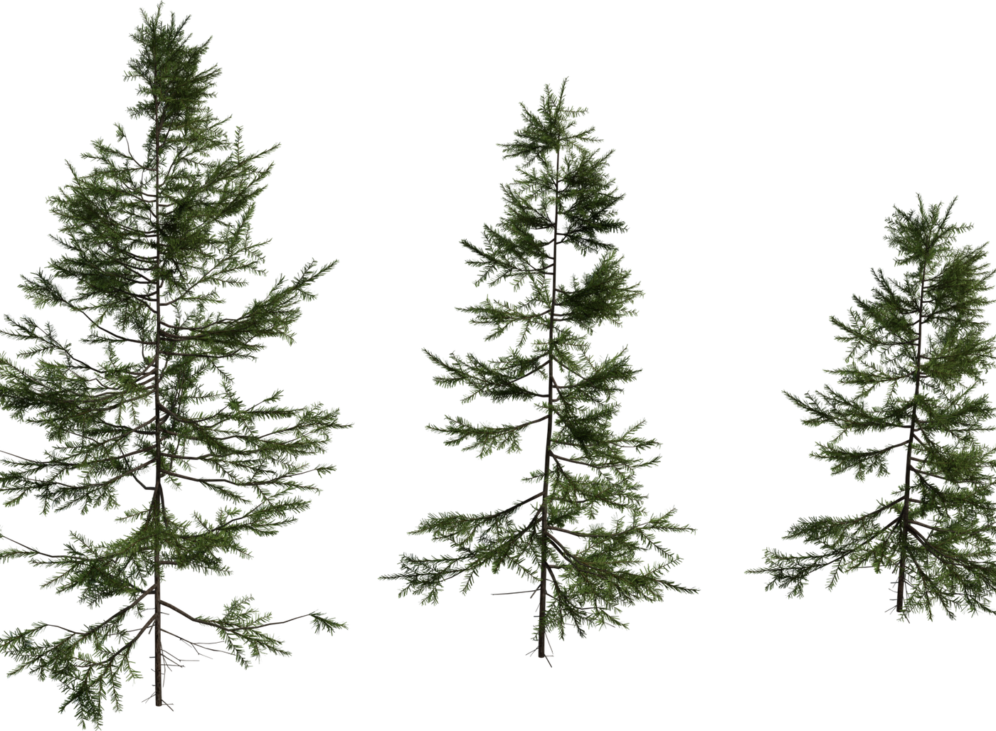 Fir Sapling Medium 3D model