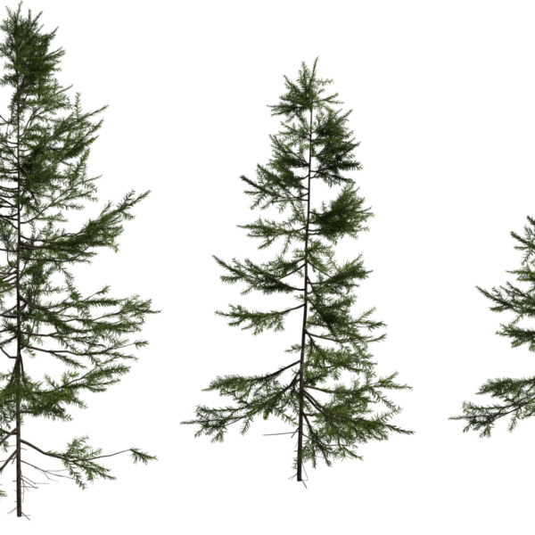 Fir Sapling Medium 3D model