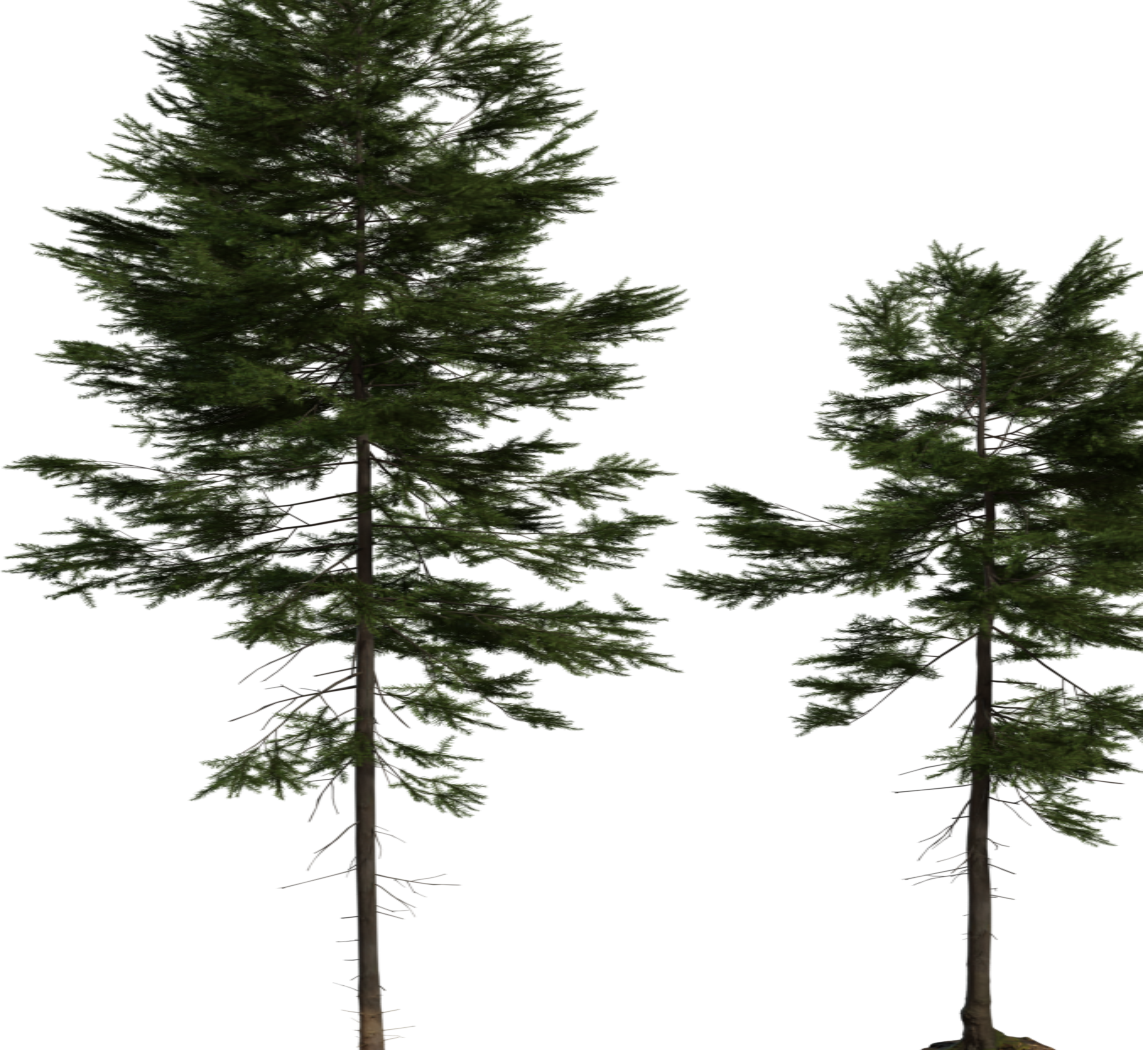 Fir Tree 01 3D model