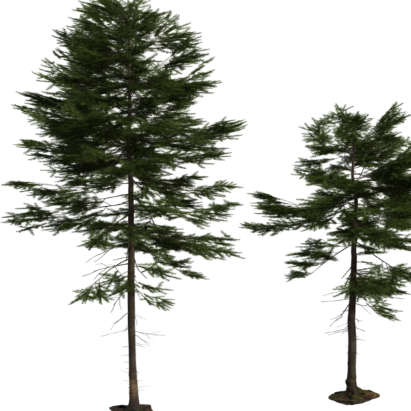 Fir Tree 01 3D model