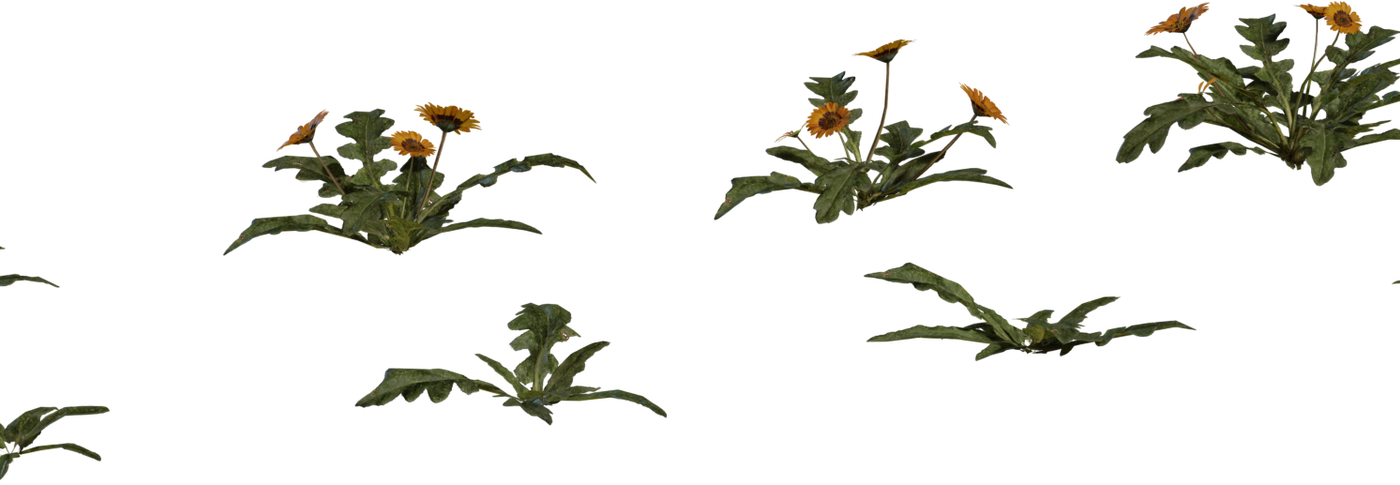 Flower Gazania 3D model