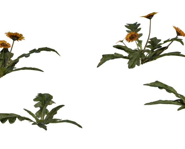 Flower Gazania 3D model