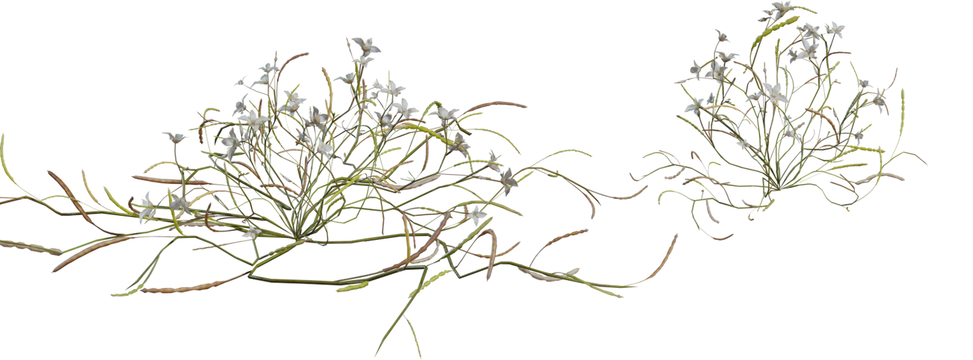 Flower Heliophila 3D model