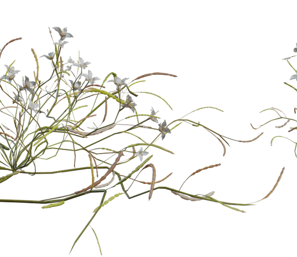 Flower Heliophila 3D model