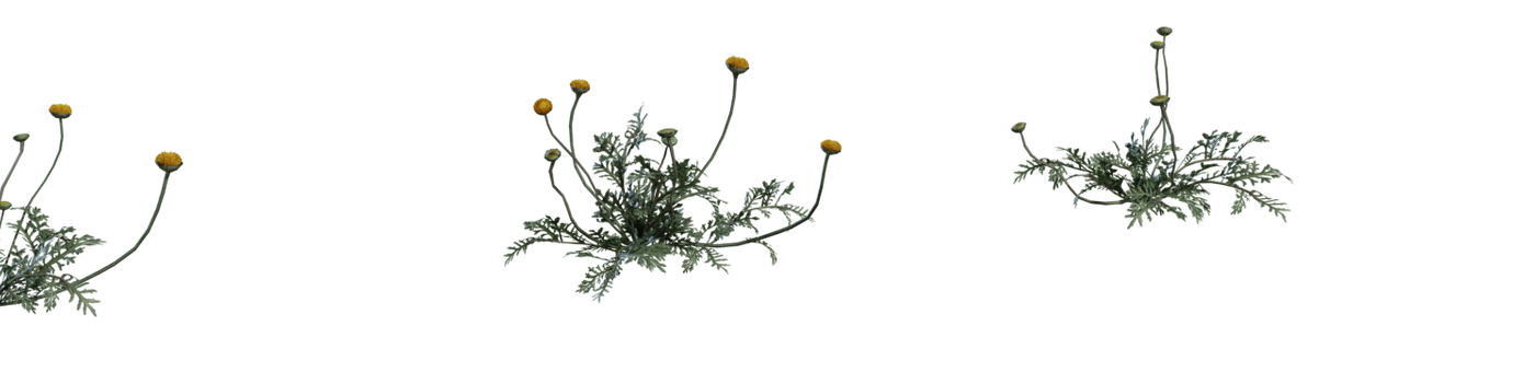 Flower Stinkkruid 3D model