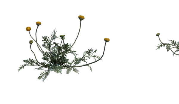 Flower Stinkkruid 3D model