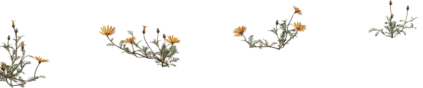 Flower Ursinia 3D model