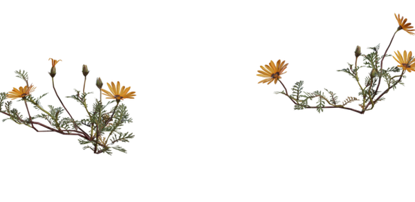 Flower Ursinia 3D model