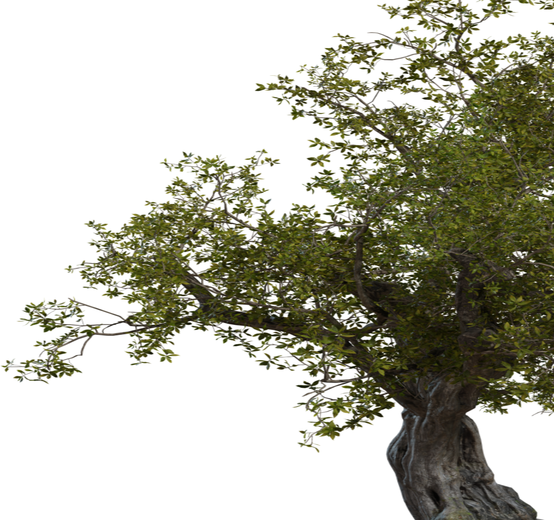 Island Tree 01 3D model