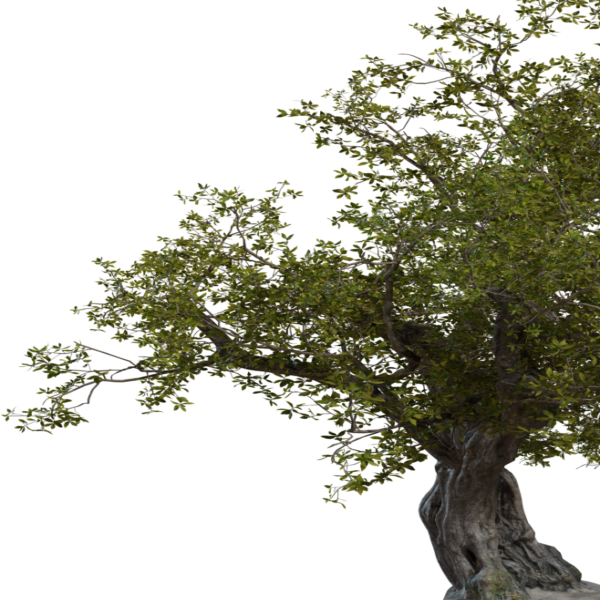 Island Tree 01 3D model