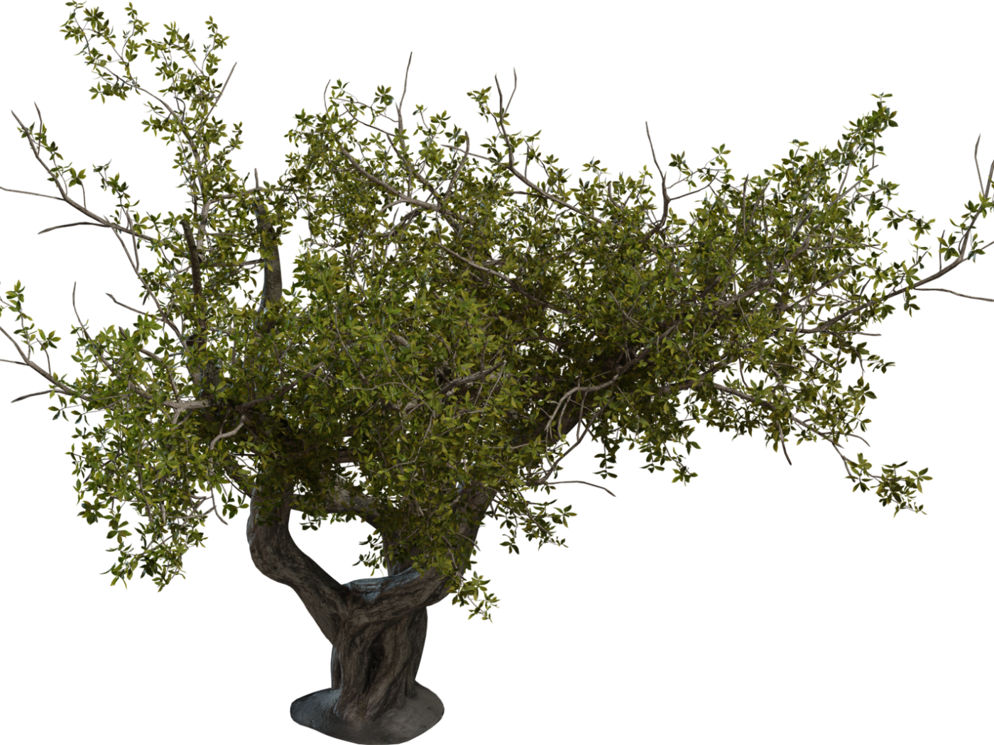 Island Tree 02 3D model