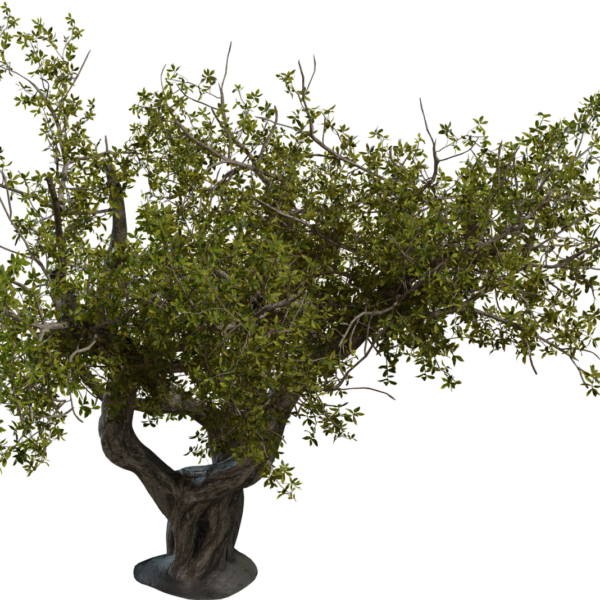 Island Tree 02 3D model