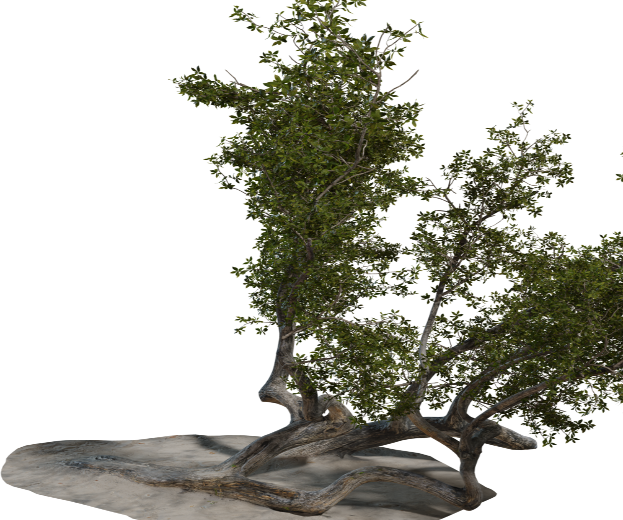 Island Tree 03 3D model