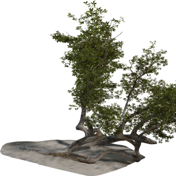 Island Tree 03 3D model