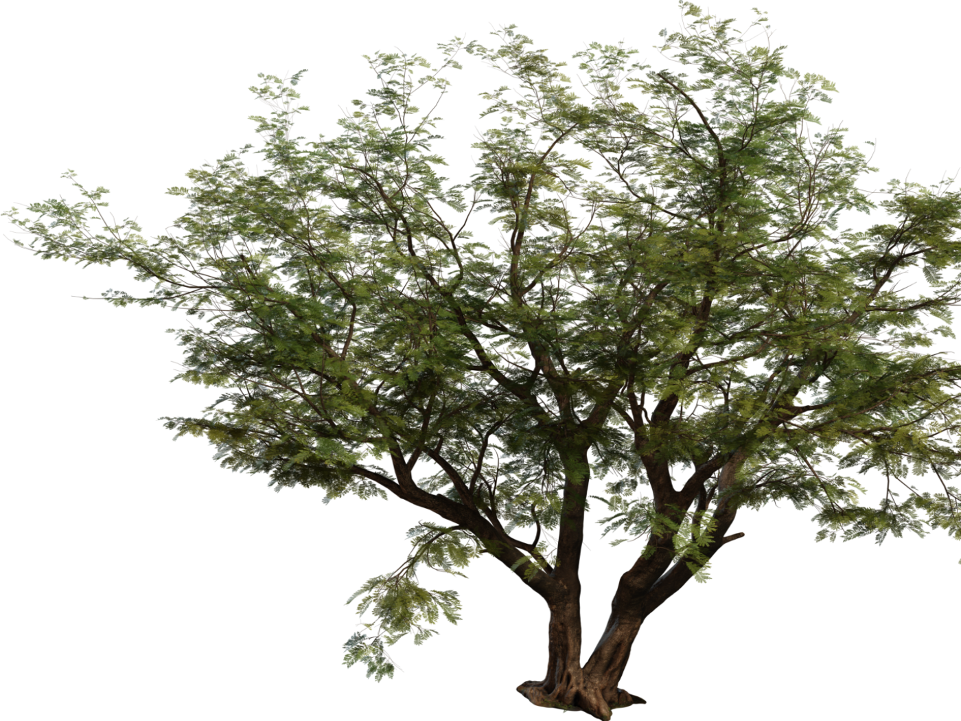 Jacaranda Tree 3D model