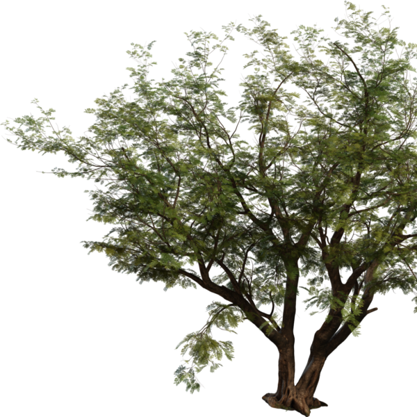 Jacaranda Tree 3D model