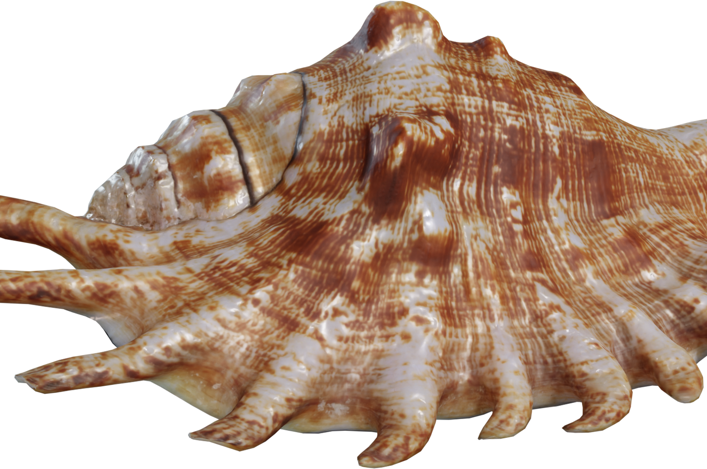 Lambis Shell 3D model
