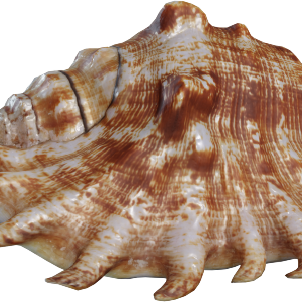 Lambis Shell 3D model