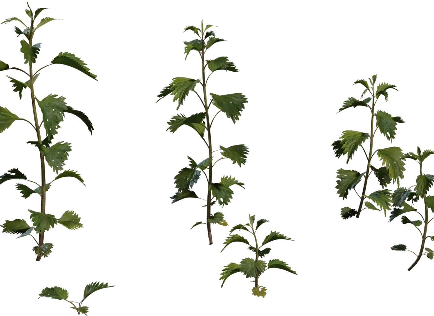 Nettle Plant 3D model