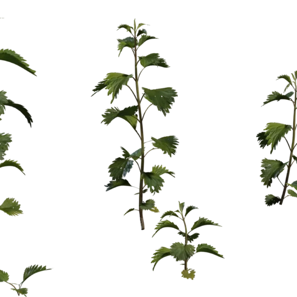 Nettle Plant 3D model