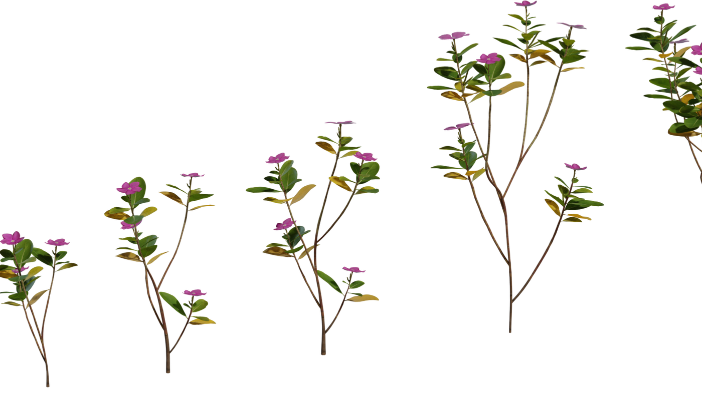 Periwinkle Plant 3D model