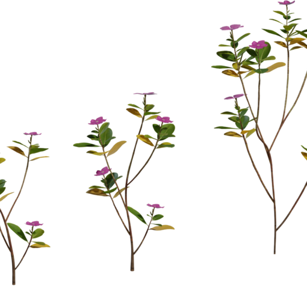 Periwinkle Plant 3D model