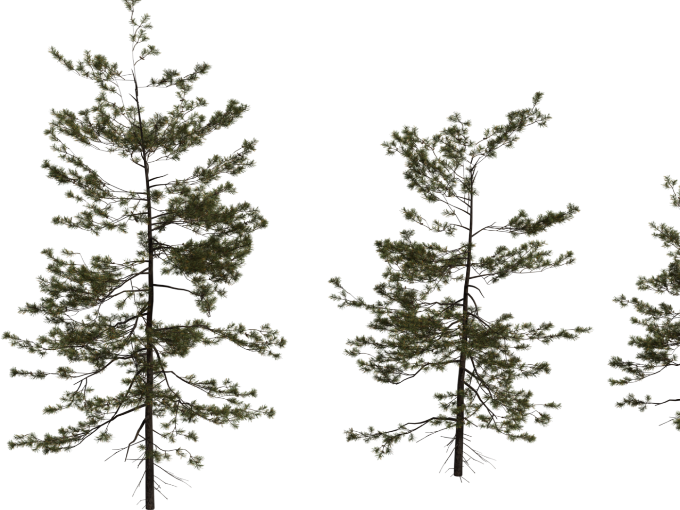 Pine Sapling Medium 3D model