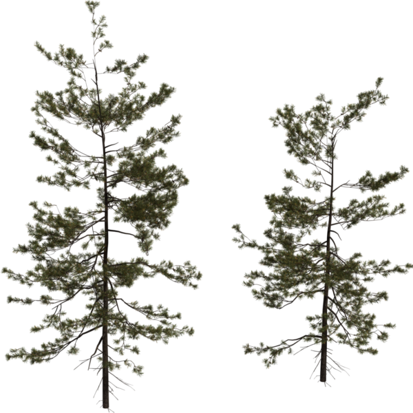 Pine Sapling Medium 3D model