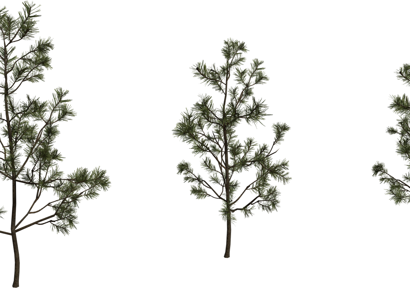 Pine Sapling Small 3D model