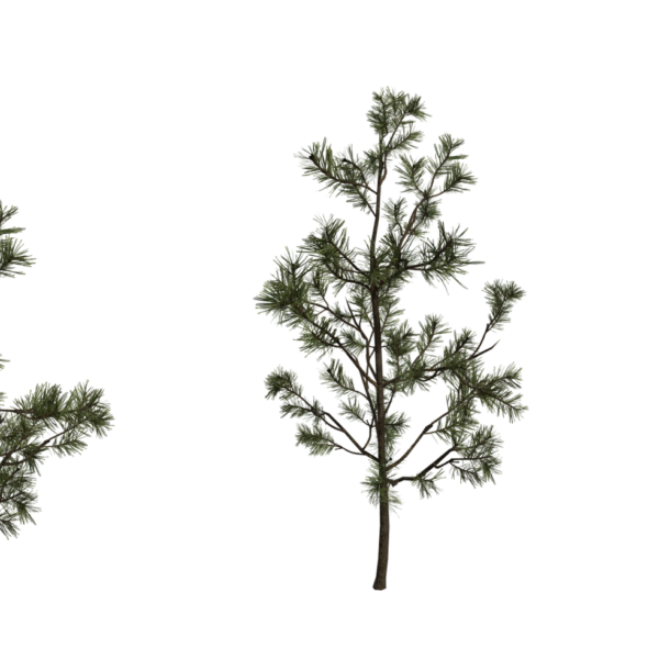 Pine Sapling Small 3D model