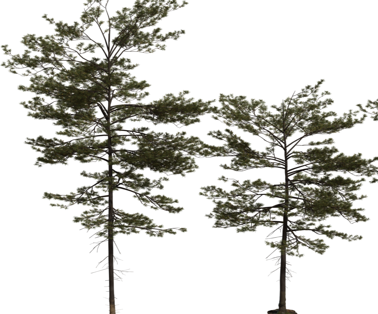 Pine Tree 01 3D model