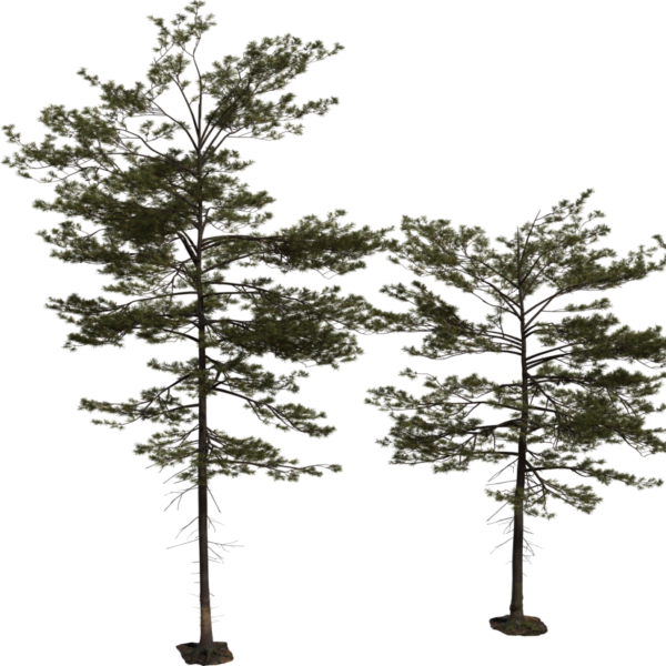 Pine Tree 01 3D model
