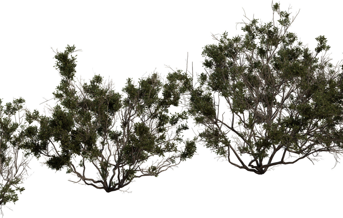 Searsia Burchellii 3D model
