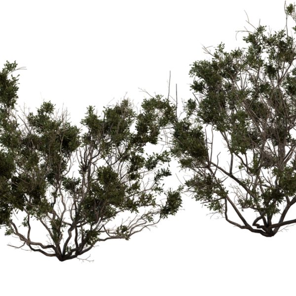 Searsia Burchellii 3D model