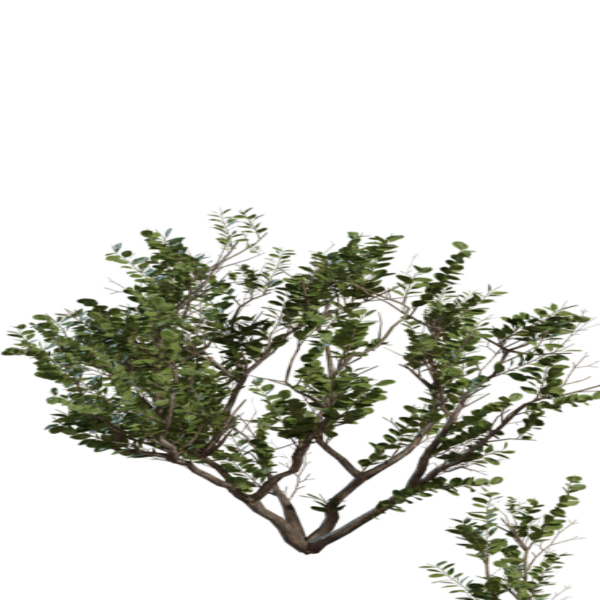 Searsia Lucida 3D model