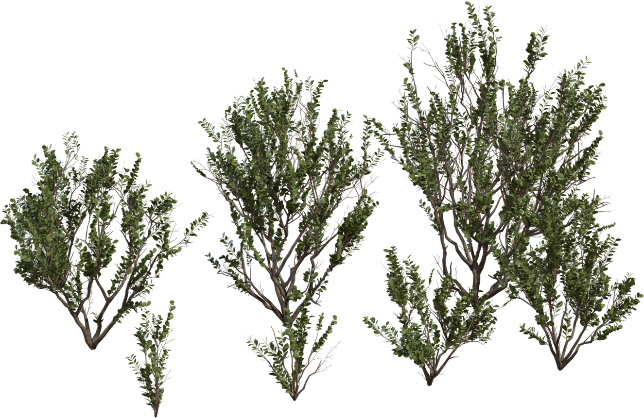 Searsia Lucida 3D model