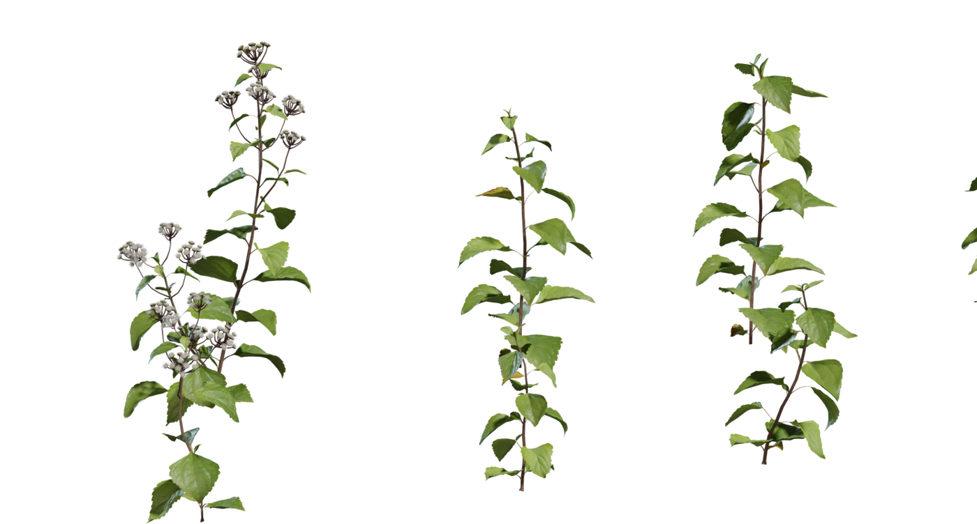 Shrub 01 3D model