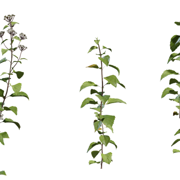 Shrub 01 3D model