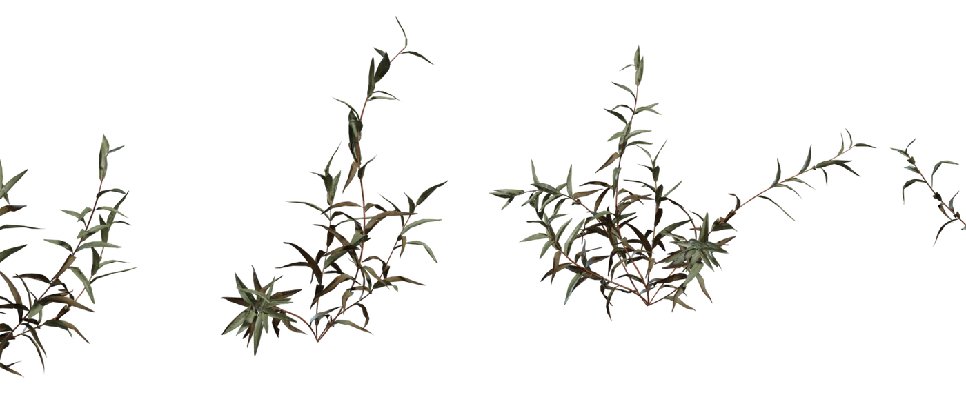 Shrub 02 3D model