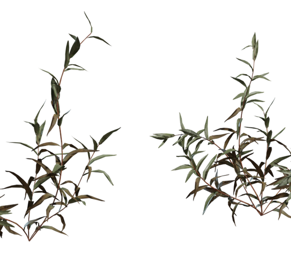 Shrub 02 3D model