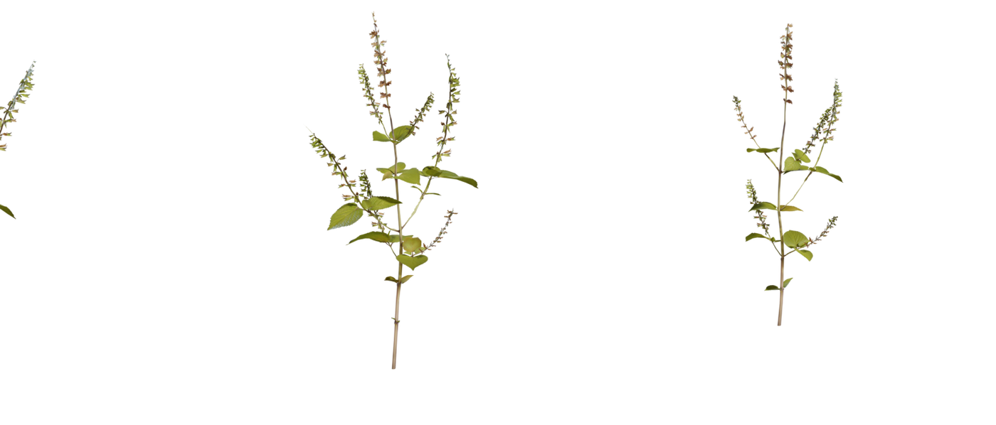 Shrub 03 3D model