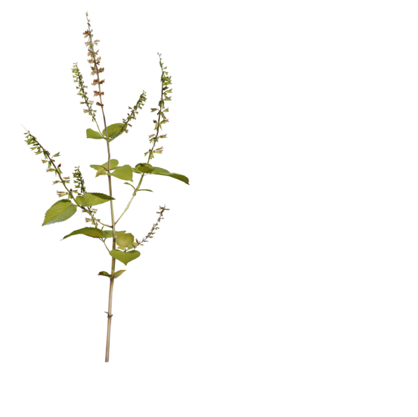 Shrub 03 3D model