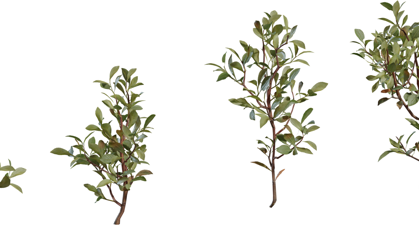 Shrub 04 3D model